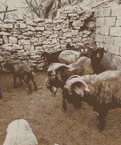 山东省哪里养山羊多