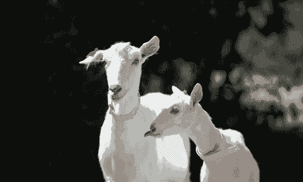 萨能奶山羊与努比亚杂交