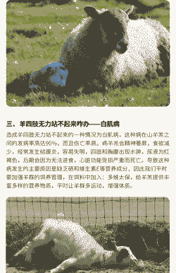 小山羊站不起来什么病