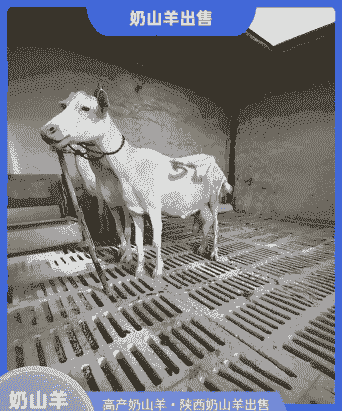 廊坊有卖奶山羊的么