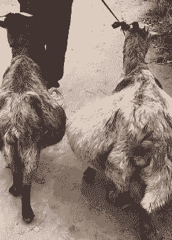 山羊一般能下几窝