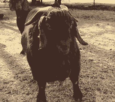 种公山羊的肉能吃吗