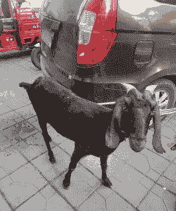 四川间羊肥山羊