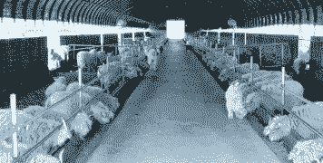 绒山羊良种扩繁产工作