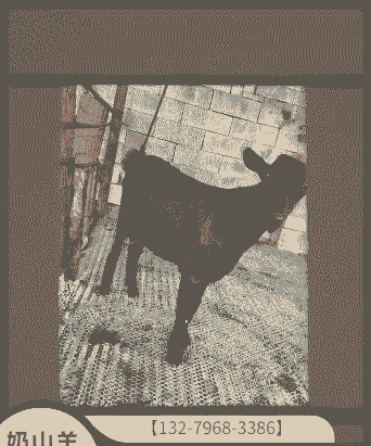 沈阳奶山羊什么样的