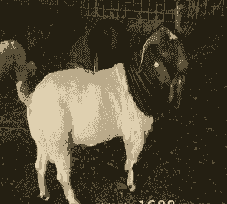 波尔山羊几代是什么意思