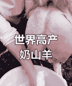 萨能奶山羊高产奶量