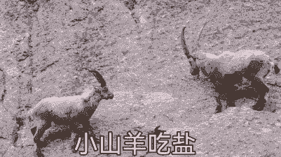 山羊一天吃多少盐