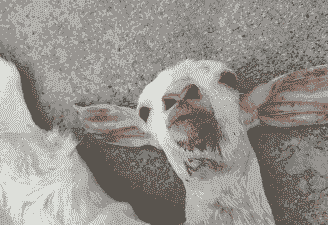 山羊四肢僵硬呼吸急促