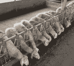 山羊最怕不回羊栏怎么办