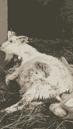 山羊下崽了养不肥了