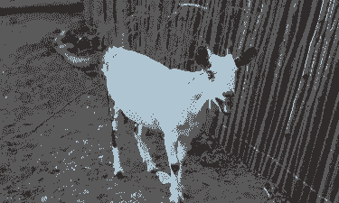 波尔山羊一年几窝崽