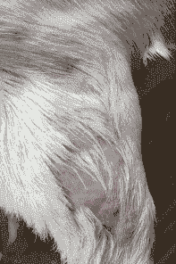 山羊皮肤霉菌病