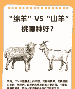山羊左绵羊右什么意思
