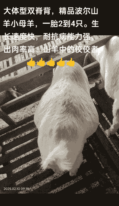 山羊的出肉率是多少