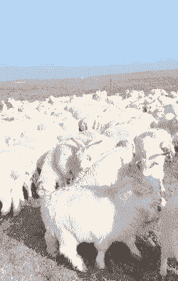 在新疆的山羊是啥品种