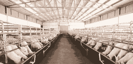 安徽哪里有山羊养殖场