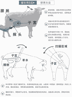 怎么计算山羊的妊娠期