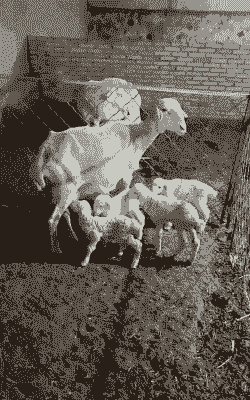 哪中山羊产羔侓多