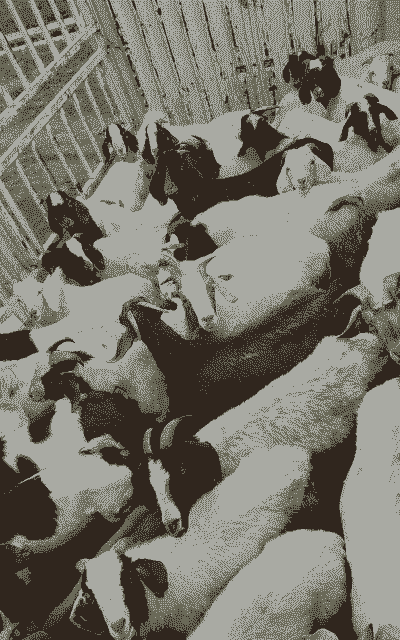 四川那有卖山羊了