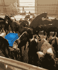 群养山羊容易得疾病吗