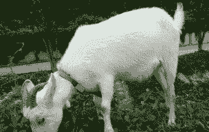 安徽白山羊哪有卖的