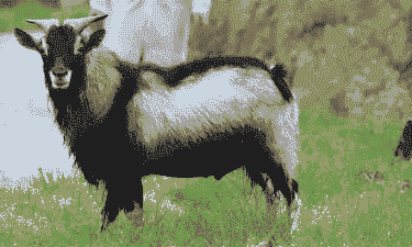 福建闽东山羊养殖场