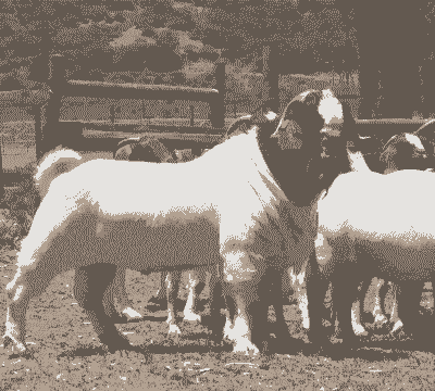 博尔山羊能下几个崽