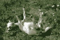 小山羊瘫痪是什么病