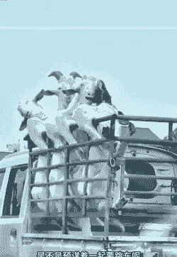 山羊长途运输后不过饱