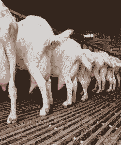 山东奶山羊大型养殖场