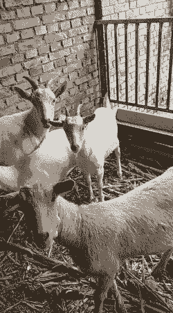 科技苑养羊奶山羊