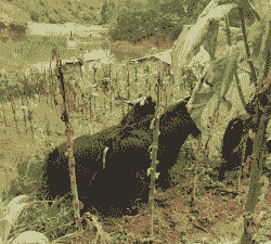 买小公山羊到哪里去