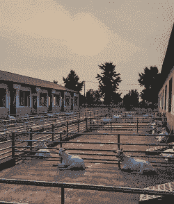 江西广丰县白山羊养殖