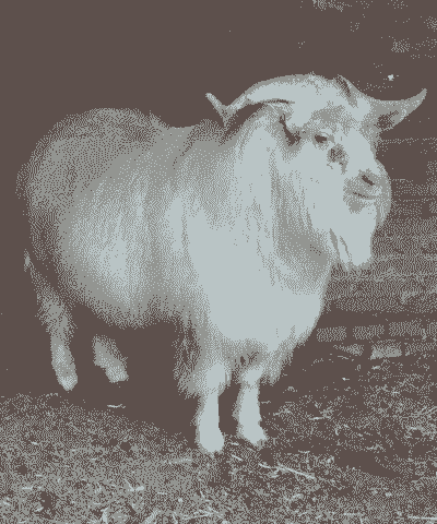 绒山羊一年出几回绒