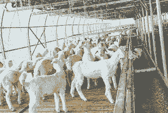 山羊一年能育肥几栏