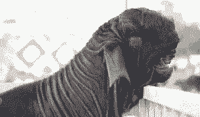 山羊耳朵发凉是怎么了呢