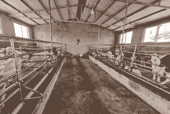 山东省波尔山羊养殖场