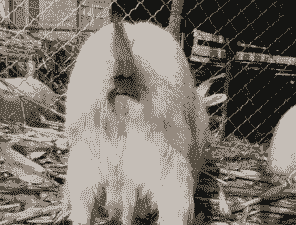 山羊反复发情是什么原因