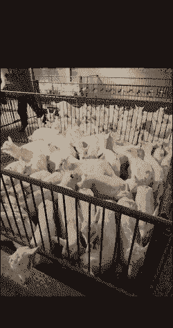 奶山羊公羔育肥怎么样