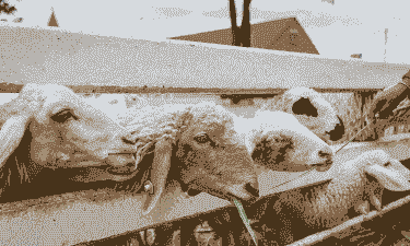 尿素喂山羊三种方法