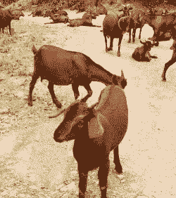 四川有山羊种场吗