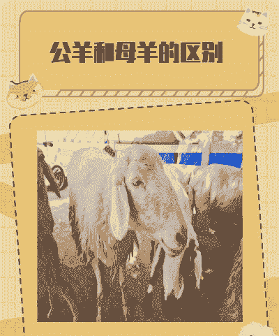 山羊公母的角有什么不同