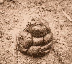 山羊拉什么样的粪正常