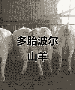 波尔山羊产奶量怎么样