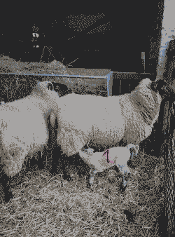 山羊一般一年几窝