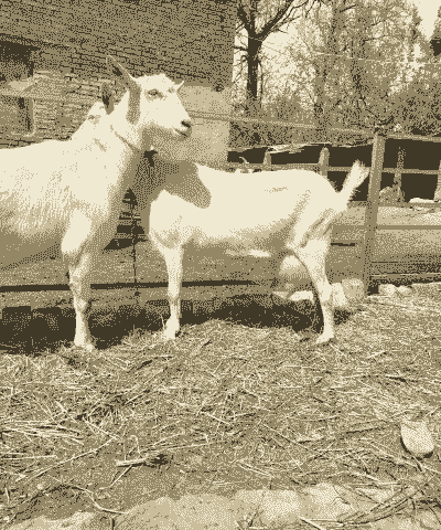 养殖萨能奶山羊的前景好