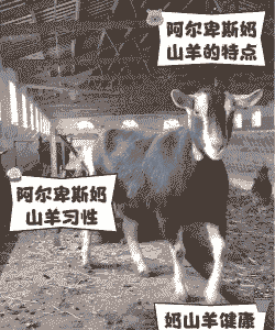 奶山羊多久发一次情