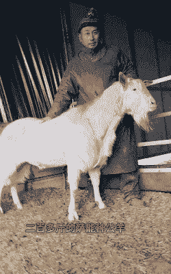 公山羊多大可以做种羊