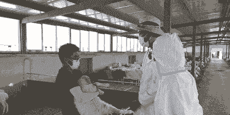 养殖户山羊耳标谁打